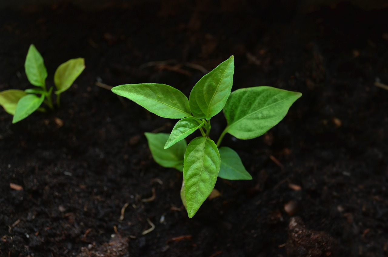 植物疫苗创业项目加盟，探索绿色健康新领域