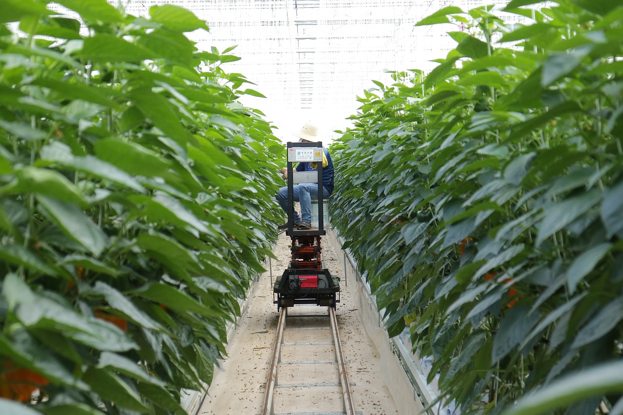 农业种植加盟项目可行性探讨